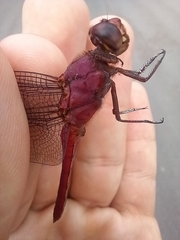 Orthemis
