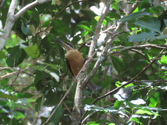 Ptiloris victoriae