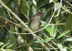 Turdus ignobilis