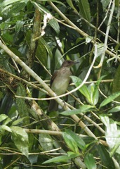 Turdus ignobilis