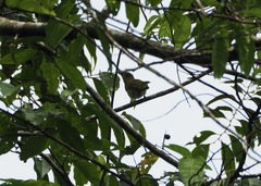 Vireo flavoviridis