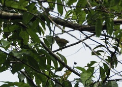 Vireo flavoviridis