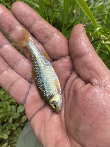 Kunturus zalmpje (Creagrutus kunturus) — Characidae