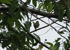 Vireo flavoviridis