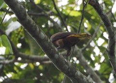 Psarocolius angustifrons