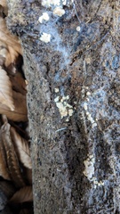 Hypocreaceae