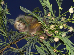 Coendou spinosus