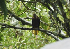 Psarocolius angustifrons