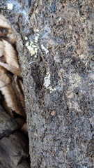 Hypocreaceae