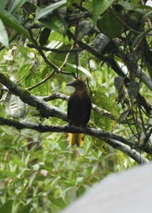 Psarocolius angustifrons