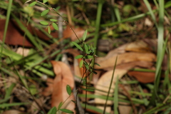 Phyllanthus virgatus