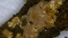 Hypocreaceae