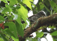 Campylorhynchus turdinus