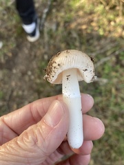 Amanita calyptratoides