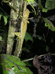Enyalioides laticeps