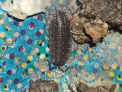 Proporcellio