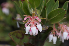 Arctostaphylos virgata