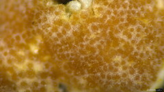 Hypocreaceae