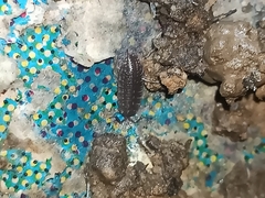 Proporcellio
