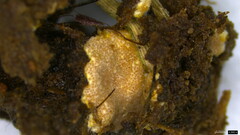 Hypocreaceae
