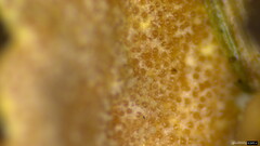Hypocreaceae