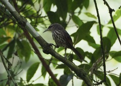 Campylorhynchus turdinus