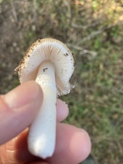 Amanita calyptratoides