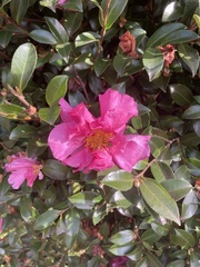 Camellia