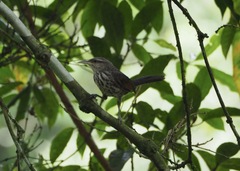 Campylorhynchus turdinus