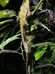 Enyalioides laticeps