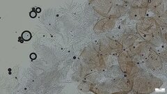 Hypocreaceae