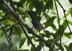 Campylorhynchus turdinus