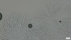 Hypocreaceae