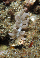 Phyllodesmium parangatum
