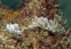 Phyllodesmium parangatum
