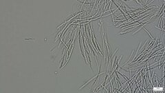Hypocreaceae