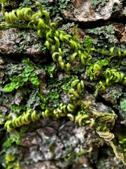 Homalothecium nuttallii