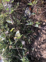 Ascia monuste monuste