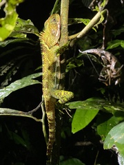 Enyalioides laticeps