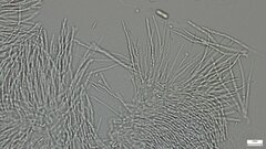 Hypocreaceae