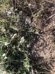 Ascia monuste monuste