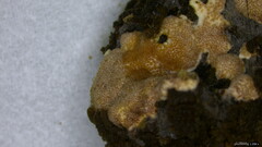 Hypocreaceae