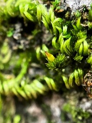 Homalothecium nuttallii