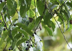 Turdus ignobilis