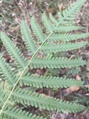 Pelazoneuron kunthii