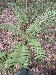 Pelazoneuron kunthii