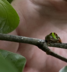 Smilia camelus