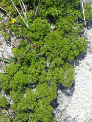 Annesorhiza macrocarpa