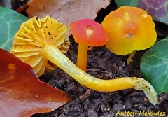 Hygrocybe mucronella