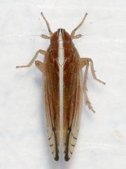 Stenocranus lautus